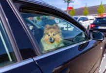 Czy pozostawienie psa podczas upału w samochodzie jest w Niemczech karalne?