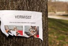 Niemcy: policja ostrzega przed oszustami, wykorzystującymi desperację właścicieli zwierząt domowych