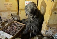 Kolonia: martwe i zaniedbane psy zamknięte w samochodach na złomowisku