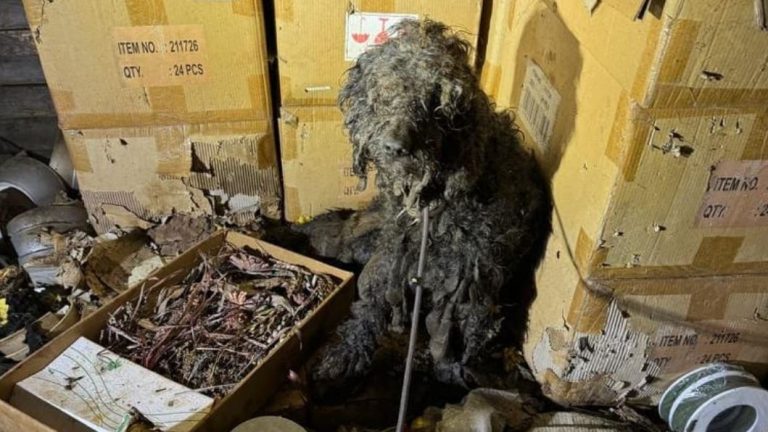 Kolonia: martwe i zaniedbane psy zamknięte w samochodach na złomowisku