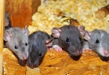 Nadrenia-Palatynat: sąsiedzi skarżyli się na smród dochodzący z domu jednorodzinnego. Kobieta mieszkała w nim z 800 szczurami