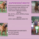 received_245158390194647-1