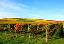 Regiony winiarskie i święta wina w Niemczech