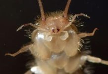 Niemcy: Rybik piekarniczy rozprzestrzenia się pocztą na północy kraju, może powodować duże szkody