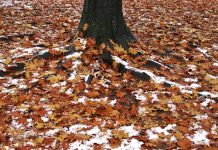 Prognoza pogody dla Niemiec na ten tydzień: listopad przepędzi późne lato