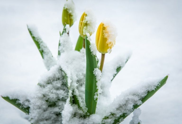 „Późna zima” w Niemczech: meteorolodzy zapowiadają zmianę pogody i opady śniegu