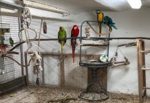 Nietypowa interwencja w Nadrenii Północnej-Westfalii: w jednym z domów w Essen znaleziono 60 zwierząt