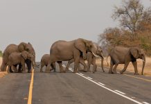 Spór o handel kością słoniową zaostrza się: Botswana chce odesłać do Niemiec 40 000 słoni!