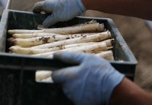 Niemcy: rozpoczyna się sezon na szparagi. W tym roku za kilogram trzeba zapłacić nawet 18 euro!