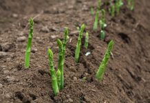 Niemieccy producenci szparagów skarżą się na mały popyt