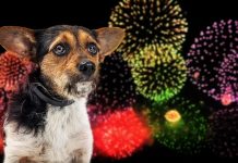 Fajerwerki z konsekwencjami: ponad 200 martwych zwierząt po sylwestrze