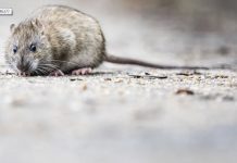 Góry śmieci w Berlinie przyczyną plagi szczurów – zagrożenie dla zdrowia mieszkańców