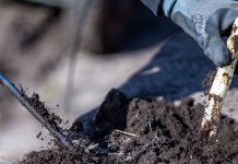 Niemcy: Wyższe płace dla pracowników zbiorów i aż 20 euro za kilogram szparagów