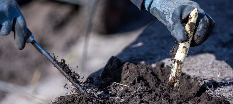 Niemcy: Wyższe płace dla pracowników zbiorów i aż 20 euro za kilogram szparagów