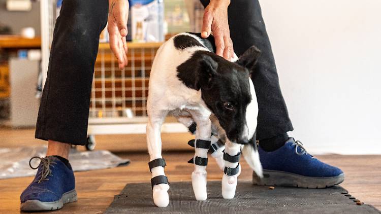 Sztuczne łapy dla Bima – obrońcy praw zwierząt z Niemiec uratowali rannego w wojnie na Ukrainie psa
