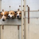 tiertransport hunde