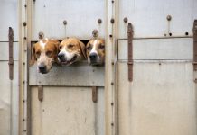 Niemal 60 psów i kotów na 10m2: w Kolonii wstrzymano transport zwierząt z południowej Europy