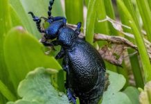 Oleica w Badenii-Wirtembergii – trujące chrząszcze rozprzestrzeniają się w południowo-zachodnich Niemczech