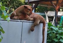 Koci drapieżnik w Berlinie? Lwica ponownie wywołała akcję policji!