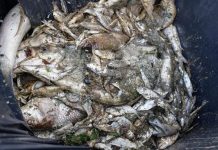 Niemiecki ekspert nie wierzy w wypadek: Odkryto nowe wskazówki dotyczące umierania ryb w Odrze