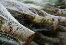 Od 21 do 29 euro za metr bieżący jodły kaukaskiej: w tym roku choinki w Niemczech będą nieco droższe