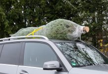 Transport choinki w Niemczech: kiedy kierowcy grozi mandat?