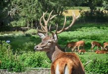 Top 10 parków dzikich zwierząt w Niemczech