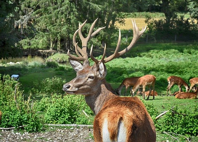 Top 10 parków dzikich zwierząt w Niemczech