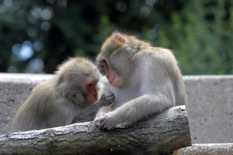 Nowy ranking: oto najlepsze ogrody zoologiczne w Niemczech