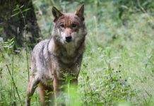 Dolna Saksonia – wilk ugryzł ośmiolatka