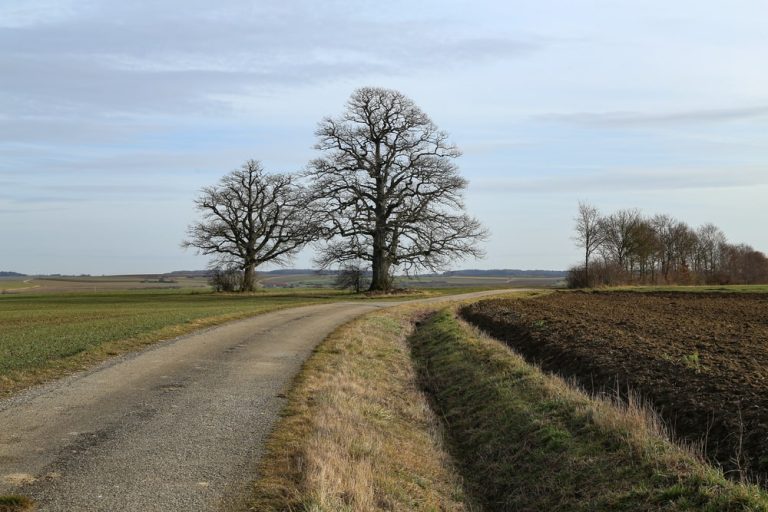 Prognoza Niemieckiej Służby Meteorologicznej: zapowiada się łagodna zima