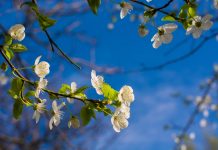 Niemcy: Nawet do 25 stopni Celsjusza pod koniec marca? Jest szansa na ciepłą Wielkanoc!