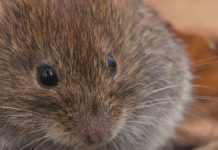 Niemcy: Władze ostrzegają przed zachorowaniami związanymi z wirusem Hanta