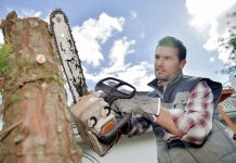 Czy w Niemczech mogę tak po prostu ściąć drzewo we własnym ogrodzie?