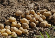 Niemcy: ziemniaki, mleko i zboże coraz droższe