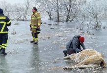 Brandenburgia: dramat na terenach zalewowych, krowy zamarzają na śmierć