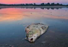 Państwowa spółka zrzuciła do Odry ogromne ilości słonej wody