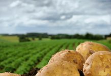 Święto Ziemniaka w Niemczech – kiedy ma miejsce i jak jest obchodzone?