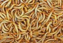 Koncern METRO wprowadził makaron zawierający białko owadów. Mehlwurm-Nudeln już w sprzedaży!